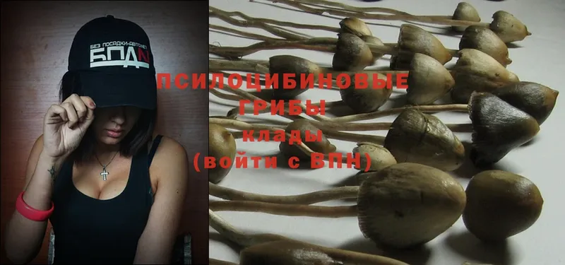 Галлюциногенные грибы Psilocybe  как найти   Аргун 